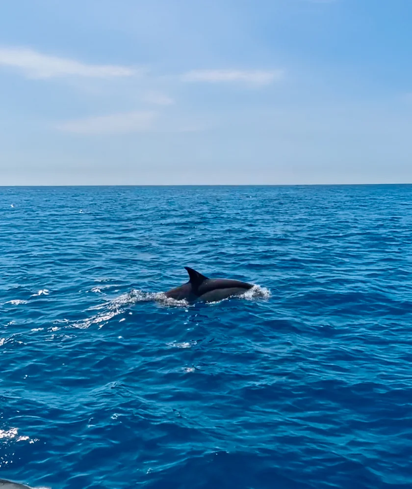 Dolphin Watching